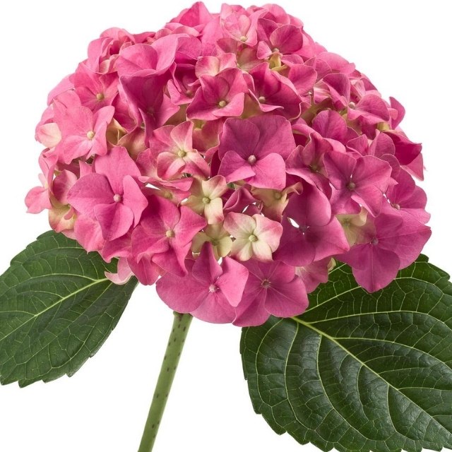 Compra: Hortensia Rosa de 40cm 