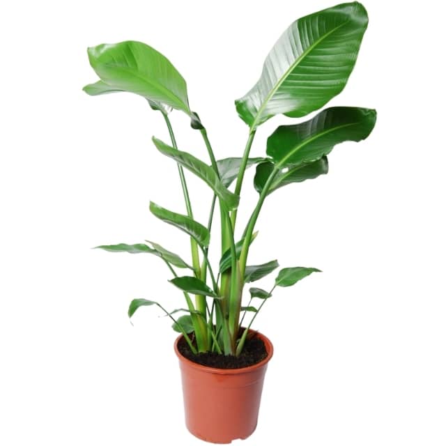 Compra: Ave del Paraíso 135cm - Strelitzia 