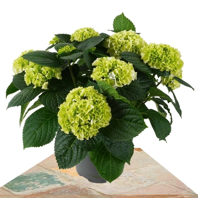 Compra: Hortensia Blanca de 40cm 