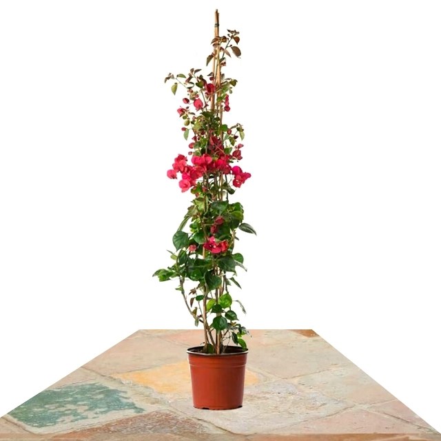 Compra: Buganvilla Piramidal Roja 70cm 