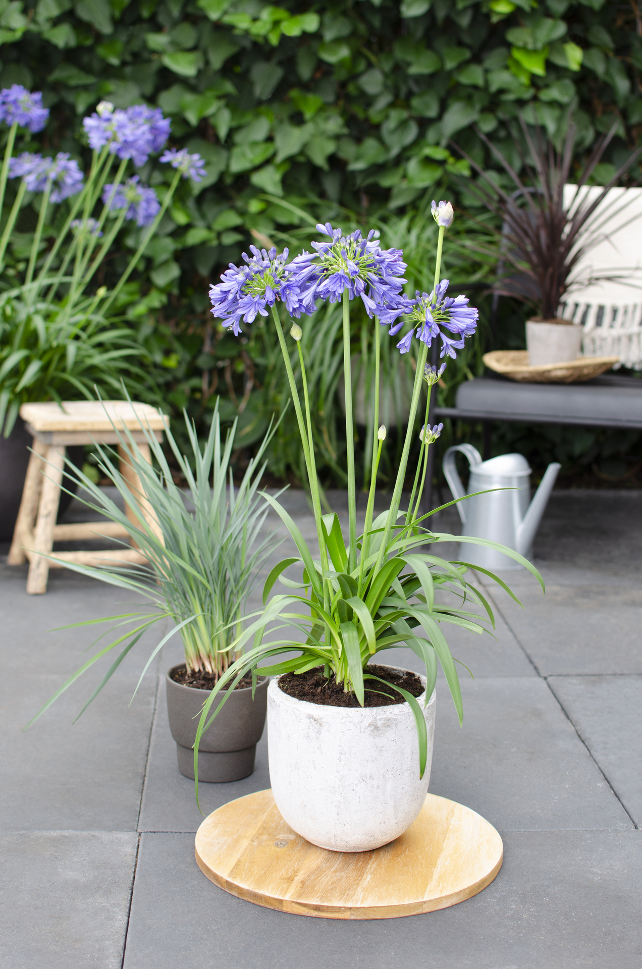 Compra: Agapanthus Azul 