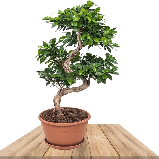 Bonsai Ficus Ginseng - Vivaio Pironti