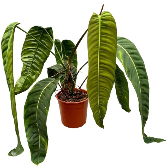 Buy: Philodendron Patriciae 27cm & 100cm - Florespana.es