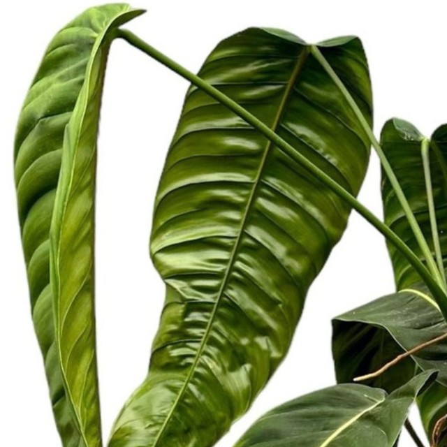 Buy: Philodendron Patriciae ⌀27cm & 100cm - Florespana.es