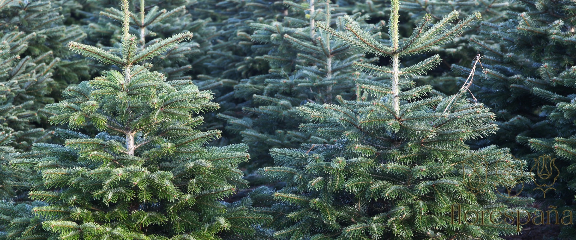 real Nordmann fir