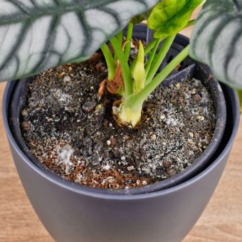 mould on potting soil