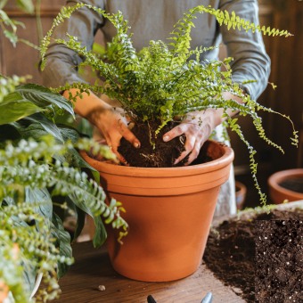 trasplante de planta de interior